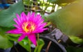 Pink - Purple lotus yellow pollen in the pond. beautiful water lily or lotus flower blooming with green leaves Royalty Free Stock Photo