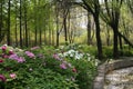 Luoyang peonies in public garden