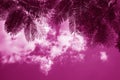 Pink purple magenta tropical evening background. Toned tree leaves against the sky with clouds. Sunset. Exotic luxury.