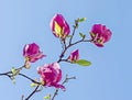 Pink, purple magnolia branch flower, close up, blue sky background