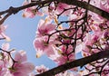 Pink, purple magnolia branch flower, close up, blue sky background Royalty Free Stock Photo