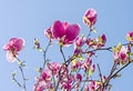 Pink, purple magnolia branch flower, close up, blue sky background Royalty Free Stock Photo