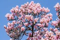 Pink, purple magnolia branch flower, close up, blue sky background Royalty Free Stock Photo