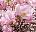 Pink, purple magnolia branch flower, close up, floral background Royalty Free Stock Photo