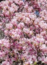 Pink, purple magnolia branch flower, close up, floral background Royalty Free Stock Photo