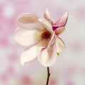 Pink, purple magnolia branch flower, close up, , gradient background Royalty Free Stock Photo