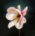 Pink, purple magnolia branch flower, close up, , gradient background