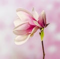 Pink, purple magnolia branch flower, close up, , gradient background Royalty Free Stock Photo