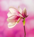 Pink, purple magnolia branch flower, close up, , gradient background Royalty Free Stock Photo