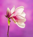 Pink, purple magnolia branch flower, close up, , gradient background Royalty Free Stock Photo