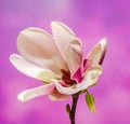 Pink, purple magnolia branch flower, close up, , gradient background Royalty Free Stock Photo