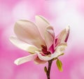 Pink, purple magnolia branch flower, close up, , gradient background Royalty Free Stock Photo