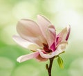 Pink, purple magnolia branch flower, close up, , gradient background Royalty Free Stock Photo