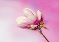 Pink, purple magnolia branch flower, close up, pink gradient background Royalty Free Stock Photo