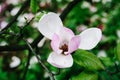 Pink, purple Magnolia flower with green leaves on a tree branch. Background, outdoor, nature. Magnolia bloom in the spring season Royalty Free Stock Photo