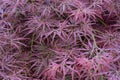 Pink purple maple leaf plant tree leaves close up background view