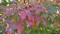 A pink-purple Maple tree branches