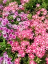 Pink and Purple Michigan Perennials