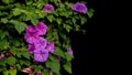 Pink purple morning glory flowers with green leaves vines climbing plant on black background.