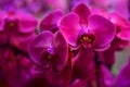 Pink purple moth orchid flowers Royalty Free Stock Photo