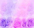 Pink and purple natural roses background Royalty Free Stock Photo