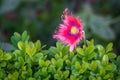 Pink and Purple Opium Poppy Flower Royalty Free Stock Photo