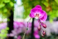 Pink Purple Orchid Royalty Free Stock Photo