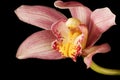 Pink / Purple Orchid on Black Background Royalty Free Stock Photo