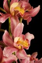 Pink / Purple Orchid on Black Background Royalty Free Stock Photo