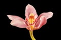 Pink / Purple Orchid on Black Background Royalty Free Stock Photo