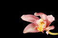 Pink Purple Orchid Black Background Royalty Free Stock Photo