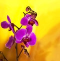 Pink purple orchid flowers. Orchid branch on yellow background Royalty Free Stock Photo