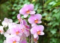 Pink purple Orchid Royalty Free Stock Photo