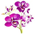 Pink and purple orchids with purple Royalty Free Stock Photo
