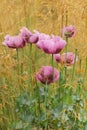 A pink and purple Oriental Poppy papaver orientale Royalty Free Stock Photo