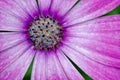 Pink/Purple Osteospermum African Daisy