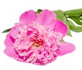 Pink-purple Paeonia peregrina isolated