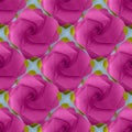 Pink purple paper origami handmade rose on blue pattern Royalty Free Stock Photo