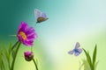 An pink purple peony on a blurry soft blue-green background. a white butterfly flies over a beautiful flower in the early morning. Royalty Free Stock Photo