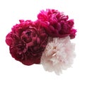 Pink and purple peony bunch on white background Royalty Free Stock Photo