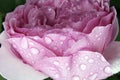 Pink purple peony rose macro close up with big water drops on green background