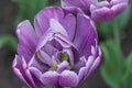 Pink Purple Peony wild flower - Paeonia mascula