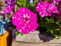 Pink purple Petunia Atkinsiana with White spots and dots close up