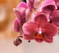 Pink purple phalaenopsis or moth dendrobium orchid flower in winter or spring day in tropical garden. selective focus. agriculture Royalty Free Stock Photo