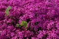 Pink, purple phlox