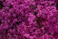 Pink, purple phlox, carpet flowers Royalty Free Stock Photo