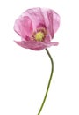 Pink Purple Poppy Royalty Free Stock Photo