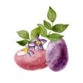 Pink and purple potatos and potato flowers and leaves isolated on white background.Watercolor handdrawn illustration.