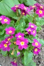 Pink primrose primula vulgaris flowers in growing in the garden, vertical image Royalty Free Stock Photo