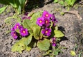 Pink and purple primula vulgaris subspecies sibthorpii is blooming in the flowerbed in spring. Growing and cultivation of